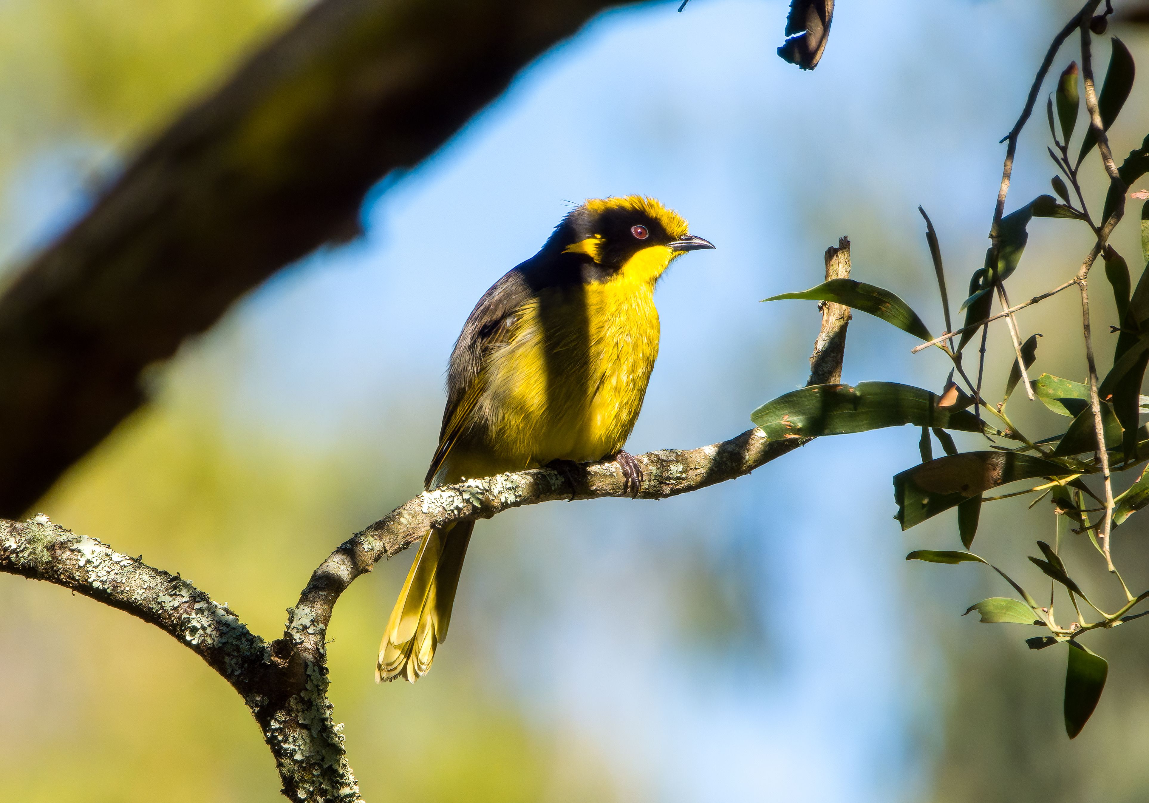 LYFER mascot Helmeted Honeyeater